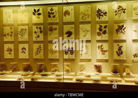 Exhibition Hall di cinese materiali medicinali Foto Stock