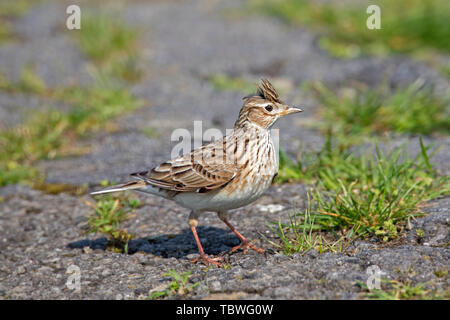 Allodola eurasiatica (Alauda arvense) rovistando nel campo / prato con cresta sollevata sulla testa Foto Stock