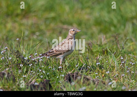 Allodola eurasiatica (Alauda arvense) rovistando nel campo / prato in primavera Foto Stock