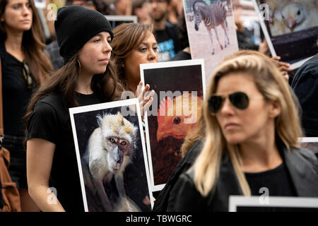 Diritti degli animali attivista contiene una foto di una scimmia durante il IX nazionali annuali per i diritti degli animali giornata in Los Angeles, California. La manifestazione comprendeva una cerimonia commemorativa e una marcia funebre per animali che vengono macellati per il consumo di carne, muoiono nei laboratori di ricerca e l'industria dei cosmetici. Organizzatori chiamato alla fine la crudeltà sugli animali e di sofferenza. Foto Stock