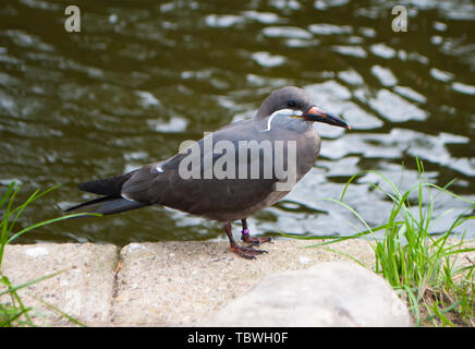 Close-up del inca tern Larosterna inca , uccello grigio, con bianco, lungo i baffi seduto su una pietra nei pressi di un serbatoio Foto Stock