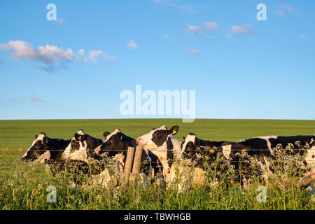 I capi di bestiame. Giovani Holstein il frisone Torelli in West Kennet avenue campo nella luce del mattino. Avebury, Wiltshire, Inghilterra Foto Stock