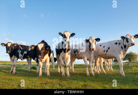 I capi di bestiame. Giovani Holstein il frisone Torelli in West Kennet avenue campo nella luce del mattino. Avebury, Wiltshire, Inghilterra Foto Stock