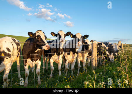 I capi di bestiame. Giovani Holstein il frisone Torelli in West Kennet avenue campo nella luce del mattino. Avebury, Wiltshire, Inghilterra Foto Stock