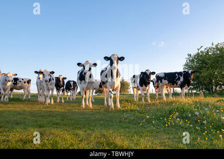 I capi di bestiame. Giovani Holstein il frisone Torelli in West Kennet avenue campo nella luce del mattino. Avebury, Wiltshire, Inghilterra Foto Stock