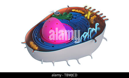 Cellula animale nella sezione, multi-colore di scienza biologia. Il rendering 3D Foto Stock