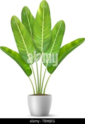 Banana foglie di albero in vaso di fiori. Illustrazione Vettoriale