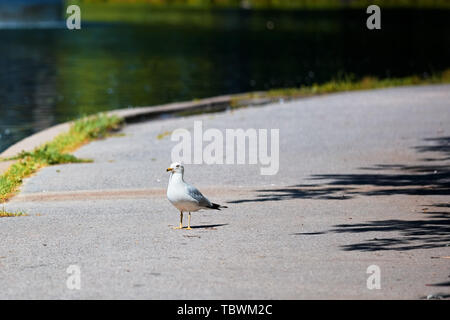 Seagull in piedi sul passaggio pedonale vicino al laghetto in un parco Foto Stock