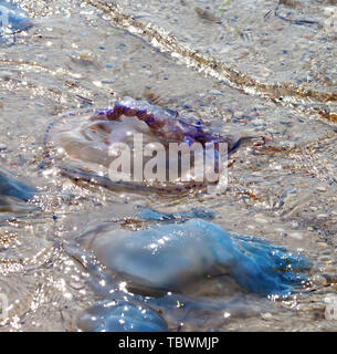 Dead medusa Rhizostoma si è incagliata sulla riva del mare al sole giorno d'estate. Vista ravvicinata. Foto Stock