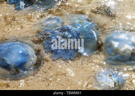 Soleggiato morti medusa Rhizostoma sabbia sulla riva del mare dopo la tempesta in sun giorno di estate Foto Stock