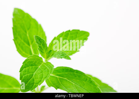 Foglie di menta fresca su sfondo bianco Foto Stock
