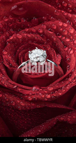 Gli anelli di diamante e le rose Foto Stock