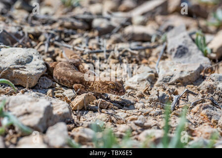 Close up carino piccolo anche-dita genere gecko Alsophylax sul terreno Foto Stock