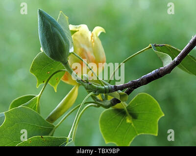 Blooming tulip tree o Liriodendron tulpifera Foto Stock