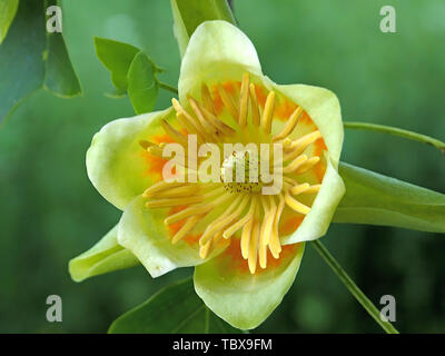 Blooming tulip tree o Liriodendron tulpifera Foto Stock