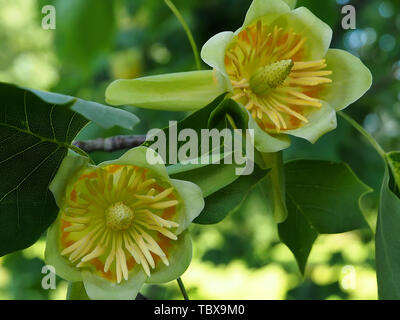 Blooming tulip tree o Liriodendron tulpifera Foto Stock