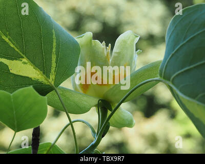 Blooming tulip tree o Liriodendron tulpifera Foto Stock