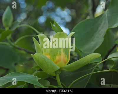 Blooming tulip tree o Liriodendron tulpifera Foto Stock