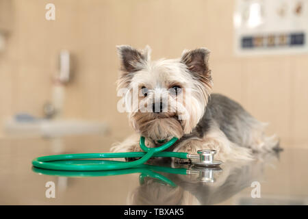 Un simpatico cane di razza Yorkshire Terrier è sdraiato sul tavolo con uno stetoscopio in una clinica veterinaria. Ispezione in una clinica veterinaria. Happy dog vet. Foto Stock