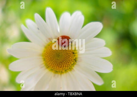 Portafortuna coccinella su una margherita Foto Stock