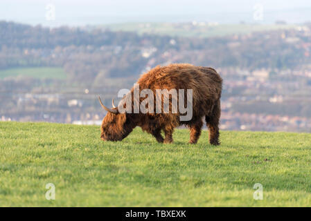 Highland mucca in Blackburn Lancashire, Regno Unito - Highland bovini Foto Stock