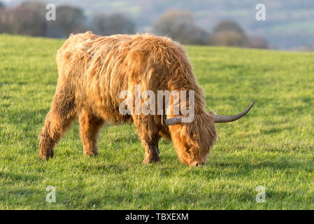 Highland mucca in Blackburn Lancashire, Regno Unito - Highland bovini Foto Stock