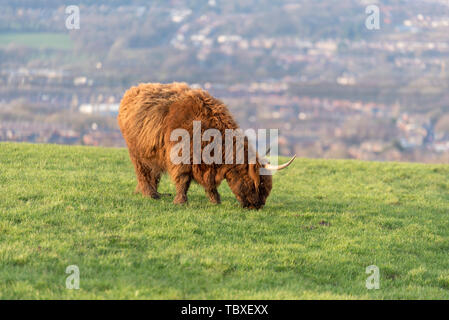 Highland mucca in Blackburn Lancashire, Regno Unito - Highland bovini Foto Stock