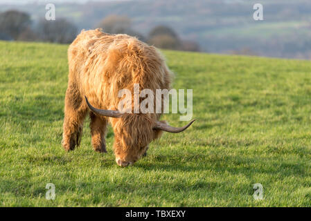 Highland mucca in Blackburn Lancashire, Regno Unito - Highland bovini Foto Stock