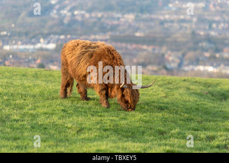 Highland mucca in Blackburn Lancashire, Regno Unito - Highland bovini Foto Stock