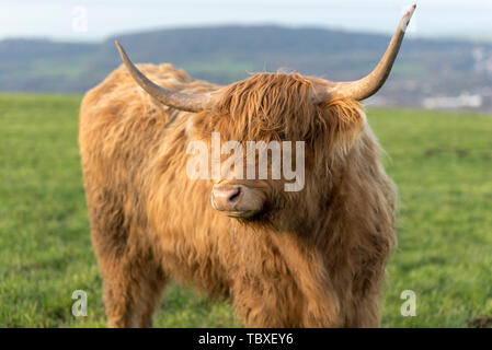 Highland mucca in Blackburn Lancashire, Regno Unito - Highland bovini Foto Stock