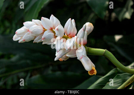 Guangzhou South China Giardino Botanico di zenzero bianco fiore Foto Stock