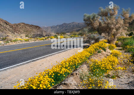 Molla di fioritura di fiori di campo a Joshua Tree National Park, California, Stati Uniti d'America. Foto Stock