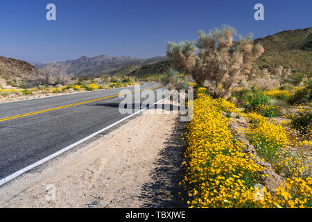 Molla di fioritura di fiori di campo a Joshua Tree National Park, California, Stati Uniti d'America. Foto Stock