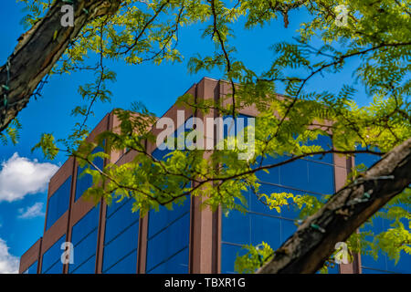 Palazzo visto attraverso un albero lussureggiante con foglie e rami avvolto con luci Foto Stock