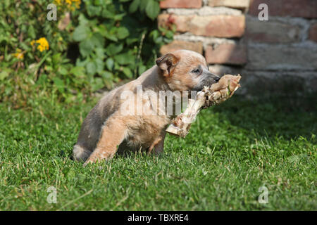 Miniature pinscher cucciolo giocare in giardino Foto Stock