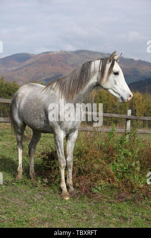 Bel grigio stallone arabo permanente sulla pastorizia di autunno Foto Stock