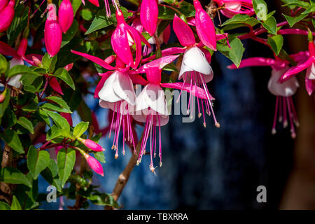 Fuchsia (Hardy) 'Alice Hoffman' incapsulate in un blu vaso da giardino in piena fioritura inizio estate, Northamptonshire. Foto Stock