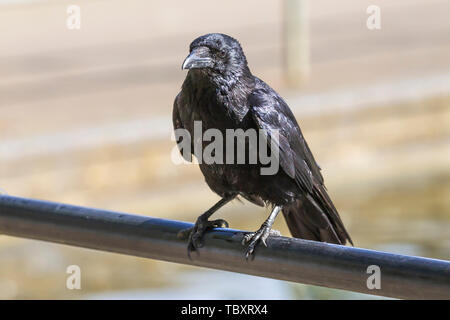 Carrion Crow, Carvus corone (Corvidae) arroccato su un tubo di metallo in Abington Park, Northampton, Regno Unito Foto Stock