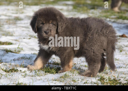 Incredibile cucciolo di Mastino tibetano in piedi in inverno Foto Stock