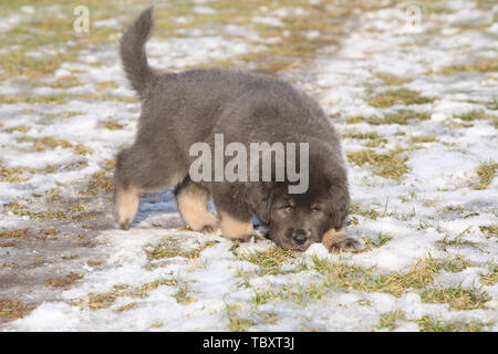 Incredibile cucciolo di Mastino tibetano in piedi in inverno Foto Stock