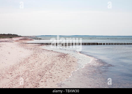 Isola di Hiddensee Germania, righe di inguine nel Mar Baltico Foto Stock