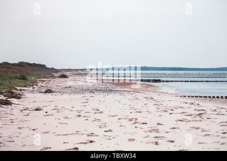 Isola di Hiddensee Germania, righe di inguine nel Mar Baltico Foto Stock