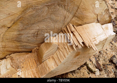 Taglio su un tronco di albero, linea di taglio su un log Foto Stock