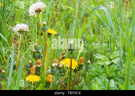 Fiori selvatici e le erbe aromatiche, il tarassaco tra l'erba verde nel campo Foto Stock