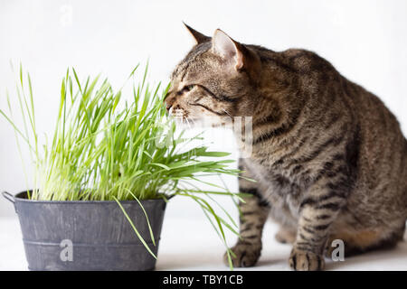 Tabby gatto mangia fresco verde erba. Cat erba. Utile per alimentare gli animali. Su sfondo bianco Foto Stock