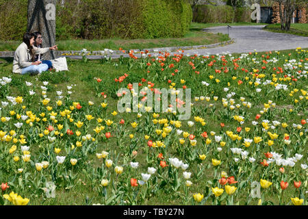 Tulip blossom, Britzer giardino, Britz, Neukölln, Berlino, Germania, Tulpenblüte, Britzer Garten, Deutschland Foto Stock