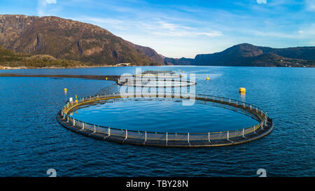 Pesce salmone farm. Hordaland, Norvegia. Foto Stock