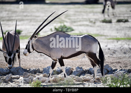 Oryx antilopi (Oryx gazella) nel Kgalagadi transfrontaliera Parco Nazionale, preso il 25.02.2019. Le due corna e nero maschera facciale sono tipiche di questa fino a 200 kg antelope specie. Il Kgalagadi Transfrontaliera del Parco Nazionale è stato istituito nel 1999 con la fusione la South African Kalahari Gemsbok National Park e il Gemsbok National Park in Botswana ed è un carattere transfrontaliero di riserva nel Kalahariwssste con una superficie di circa 38.000 chilometri quadrati. Il parco è ben noto per i Lions, che spesso si trovano lì, ma anche per numerosi altri animali selvatici che vivono qui. Foto: Matthia Foto Stock