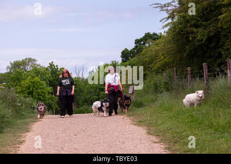 Serbatoio Sywell, Northamptonshire, Regno Unito. Il 4 giugno, 2019. Meteo, Northamptonshire, Regno Unito. Una noiosa giornata mite per la gente a piedi i loro animali domestici intorno Sywell serbatoio. Credito: Keith J Smith./Alamy Live News Foto Stock