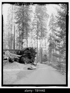 Mariposa Grove Road vista al Tunnel caduto albero. Guardando verso sud Wawona Road, tra entrata Sud e il Parco Nazionale di Yosemite Valley, il Villaggio di Yosemite, Mariposa County, CA Foto Stock